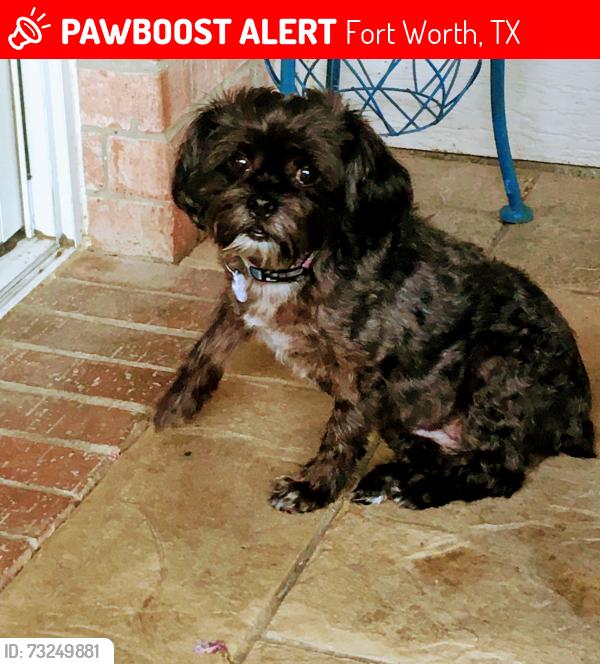 Lost Female Dog last seen Melanie Drive Alexandria, Fort Worth, TX 76131