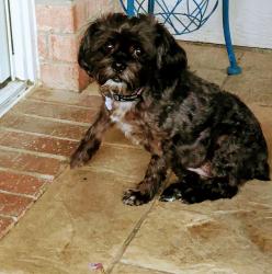 Lost Female Dog last seen Melanie Drive Alexandria, Fort Worth, TX 76131