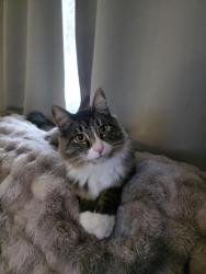 Reunited Male Cat last seen Dalke, Spokane, WA 99205