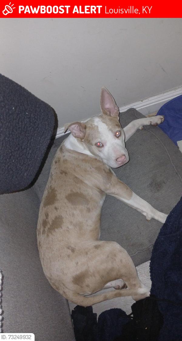 Lost Female Dog last seen Clay st, Louisville, KY 40217