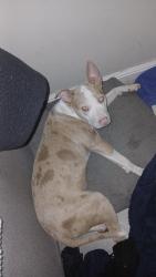 Lost Female Dog last seen Clay st, Louisville, KY 40217
