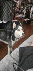 Reunited Male Dog last seen Mariposa between Madison and Greenback, Citrus Heights, CA 95610