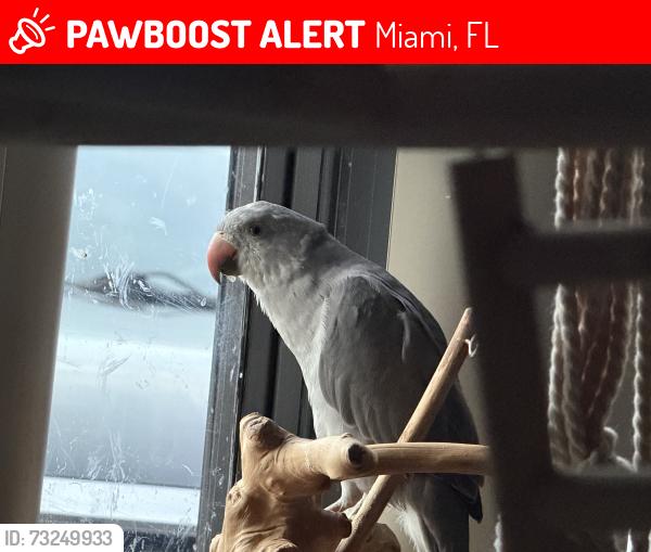 Lost Unknown Bird last seen Near sw 71st terr, Miami, FL 33193