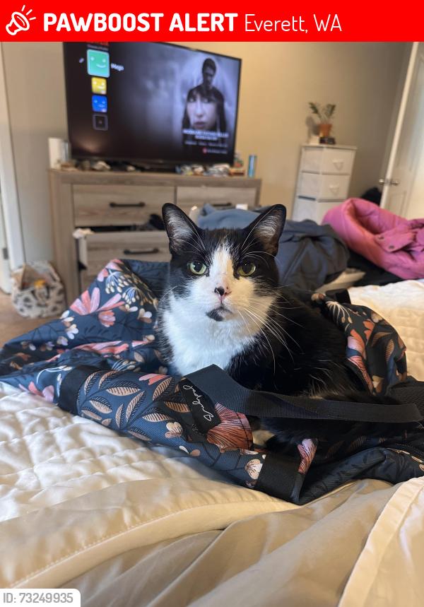 Lost Male Cat last seen 92nd Pl SE in Eastmont area, Everett, WA 98208