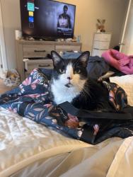 Lost Male Cat last seen 92nd Pl SE in Eastmont area, Everett, WA 98208