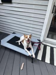 Reunited Female Dog last seen Near barker road, new Milford, CT, New Milford, CT 06776