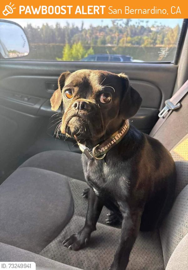 Found/Stray Female Dog last seen W Base Line & 215 freeway SAN BERNARDINO CA, San Bernardino, CA 92405
