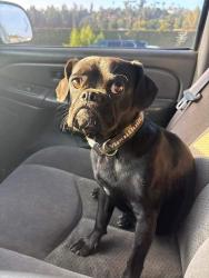 Found/Stray Female Dog last seen W Base Line & 215 freeway SAN BERNARDINO CA, San Bernardino, CA 92405