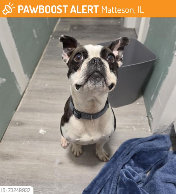 Found/Stray Male Dog last seen Notre dame dr, Matteson, IL 60443