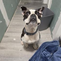 Found/Stray Male Dog last seen Notre dame dr, Matteson, IL 60443