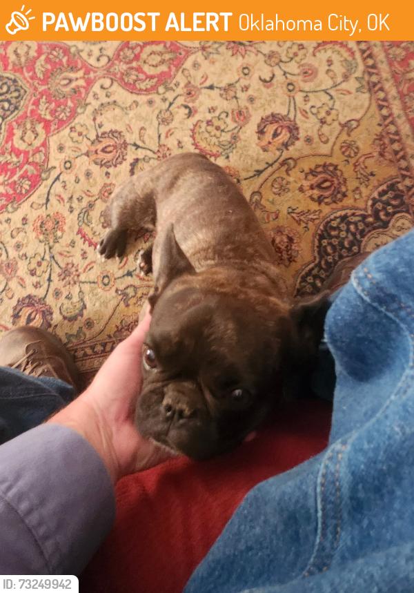Found/Stray Female Dog last seen 104th and Blackwelder, Oklahoma City, OK 73139