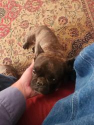 Found/Stray Female Dog last seen 104th and Blackwelder, Oklahoma City, OK 73139