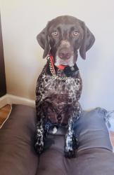 Reunited Male Dog last seen Founders Road, Zephyrhills, FL 33542