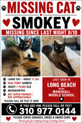 Reunited Male Cat last seen Lanai and San anseline, Long Beach, CA 90808