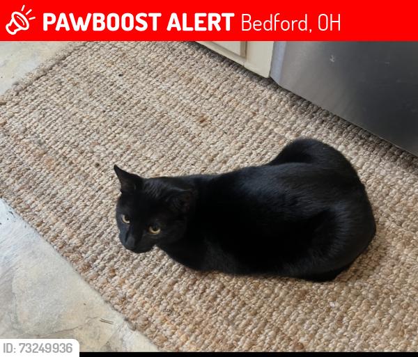 Lost Male Cat last seen Between Wellmon and Archer rd, Bedford, OH 44146