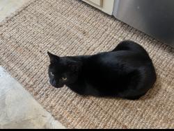 Lost Male Cat last seen Between Wellmon and Archer rd, Bedford, OH 44146