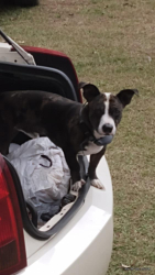 Lost Male Dog last seen Near kilcrease rd baker fl 32531, Baker, FL 32531