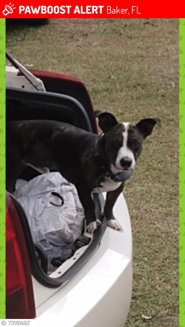 Lost Male Dog last seen Near kilcrease rd baker fl 32531, Baker, FL 32531