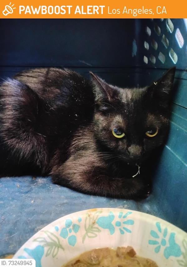 Found/Stray Female Cat last seen N Neptune Ave and W E St, Los Angeles, CA 90744
