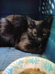 Found/Stray Female Cat last seen N Neptune Ave and W E St, Los Angeles, CA 90744