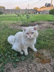 Found/Stray Unknown Cat last seen 7th Ave SW, Quincy, WA 98848