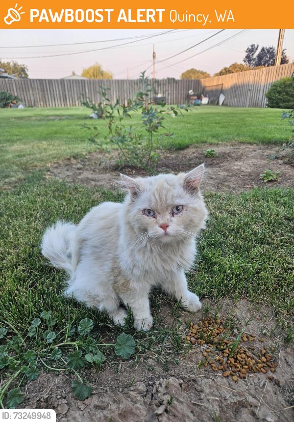 Found/Stray Unknown Cat last seen 7th Ave SW, Quincy, WA 98848