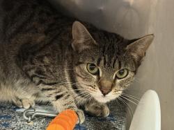 Shelter Stray Female Cat last seen Near E 198 Street, BRONX, NY, 10458, 326 E 110th St, New York, NY 10029, USA