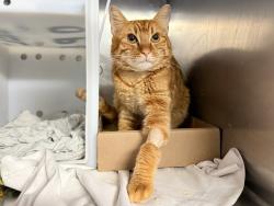 Shelter Stray Male Cat last seen Near Washington Avenue, BRONX, NY, 10456, 326 E 110th St, New York, NY 10029, USA