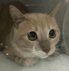 Shelter Stray Male Cat last seen Near Holland Avenue, STATEN ISLAND, NY, 10303, 3139 Veterans Rd W, Staten Island, NY 10309, USA