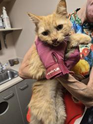 Reunited Male Cat last seen Tall Oaks & Norwood Road, Chatham County, NC 27516
