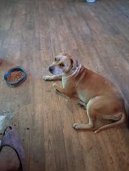 Lost Female Dog last seen We live down the street from flagler county fairgrounds in bunnell, Bunnell, FL 32110