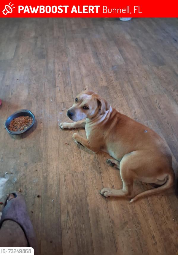 Lost Female Dog last seen We live down the street from flagler county fairgrounds in bunnell, Bunnell, FL 32110