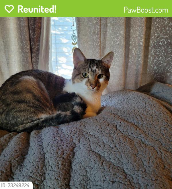 Reunited Male Cat last seen Keim, Pottstown, PA 19464