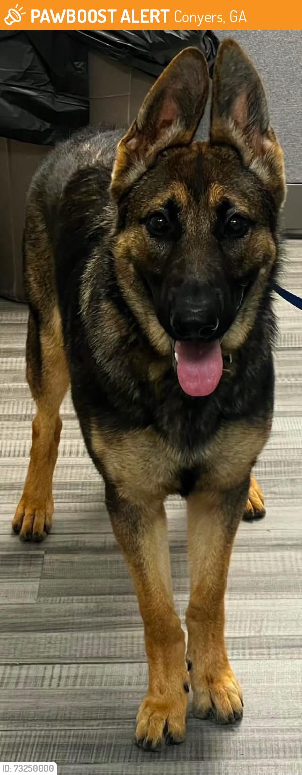 Found/Stray Unknown Dog last seen Located at Rockdale County Animal Service, 1506 Rockbridge Road, Conyers, GA 30012, Conyers, GA 30012