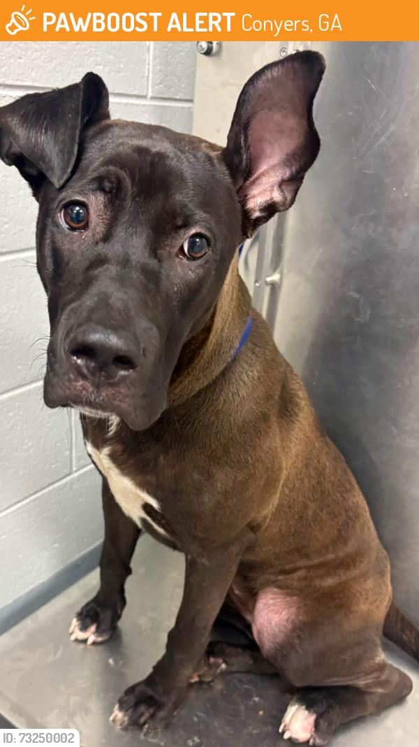 Found/Stray Unknown Dog last seen Located at Rockdale County Animal Service, 1506 Rockbridge Road, Conyers, GA 30012, Conyers, GA 30012