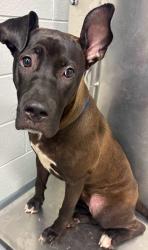 Found/Stray Unknown Dog last seen Located at Rockdale County Animal Service, 1506 Rockbridge Road, Conyers, GA 30012, Conyers, GA 30012