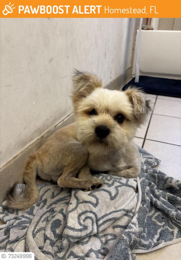 Found/Stray Male Dog last seen hses, Homestead, FL 33032