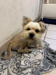 Found/Stray Male Dog last seen hses, Homestead, FL 33032