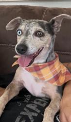 Reunited Female Dog last seen Downey and Davidson Drive, Nashville, TN 37205