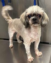 Reunited Unknown Dog last seen Located at Rockdale County Animal Service, 1506 Rockbridge Road, Conyers, GA 30012, Conyers, GA 30012