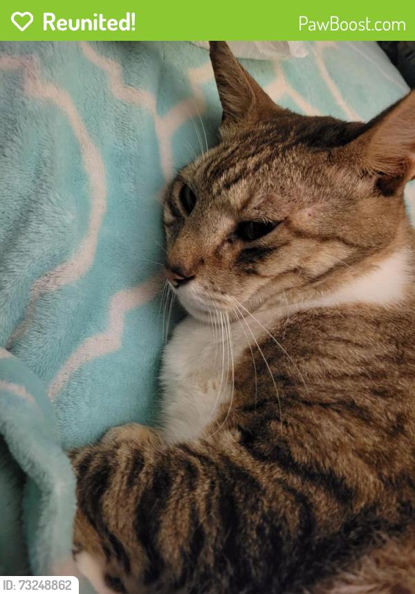 Reunited Male Cat last seen West Riverside Dr. Tequesta, Jupiter, FL 33469