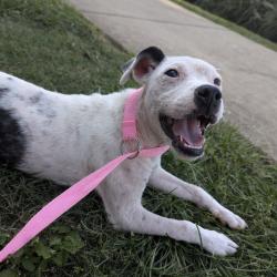 Shelter Stray Female Dog last seen , 2350 Appling City Cove, Memphis, TN 38133, USA