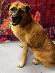 Found/Stray Unknown Dog last seen Located at Rockdale County Animal Service, 1506 Rockbridge Road, Conyers, GA 30012, Conyers, GA 30012