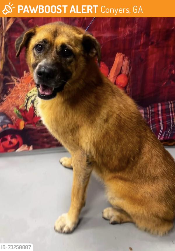 Found/Stray Unknown Dog last seen Located at Rockdale County Animal Service, 1506 Rockbridge Road, Conyers, GA 30012, Conyers, GA 30012