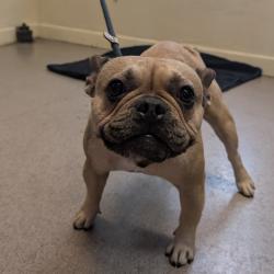 Shelter Stray Female Dog last seen , 361 S Raymond Ave, Pasadena, CA 91105, USA
