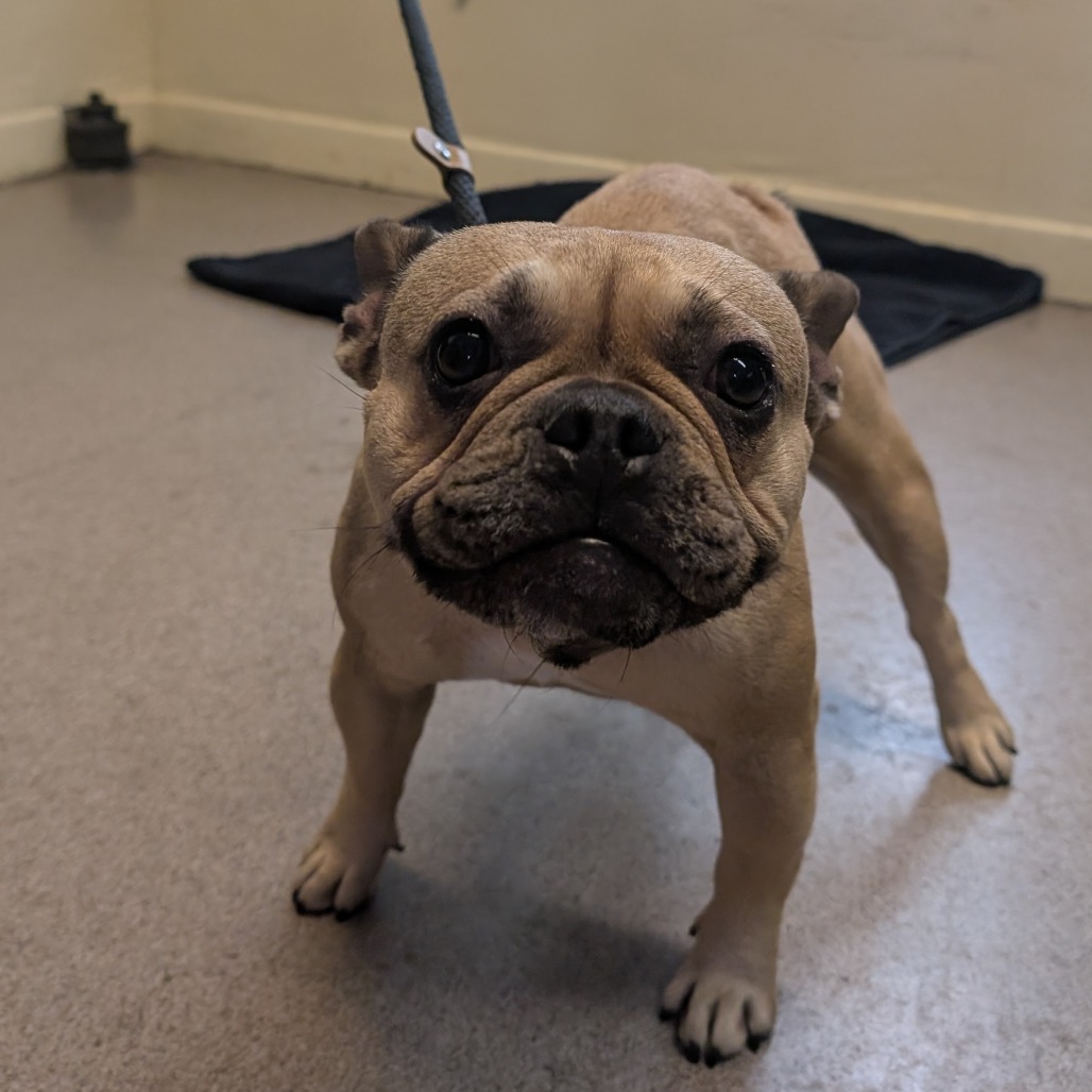 Shelter Stray Female Dog last seen , 361 S Raymond Ave, Pasadena, CA 91105, USA