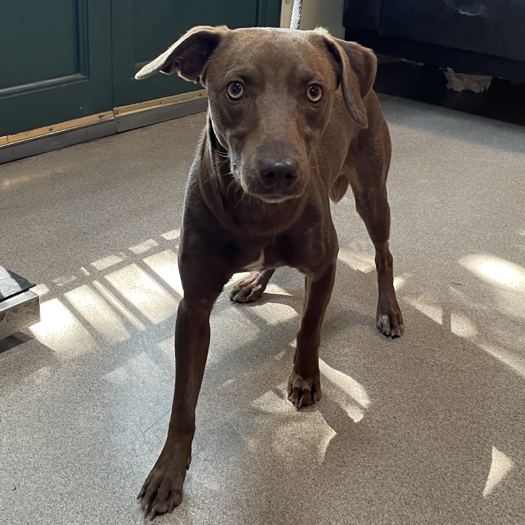 Shelter Stray Male Dog last seen , 361 S Raymond Ave, Pasadena, CA 91105, USA