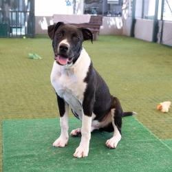 Shelter Stray Male Dog last seen , 361 S Raymond Ave, Pasadena, CA 91105, USA