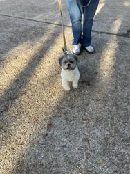 Reunited Unknown Dog last seen Lyndonville drive and Canaan Bridge, Houston, TX 77041