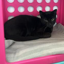 Shelter Stray Female Cat last seen , 8020 Washington St, Port Richey, FL 34668, USA